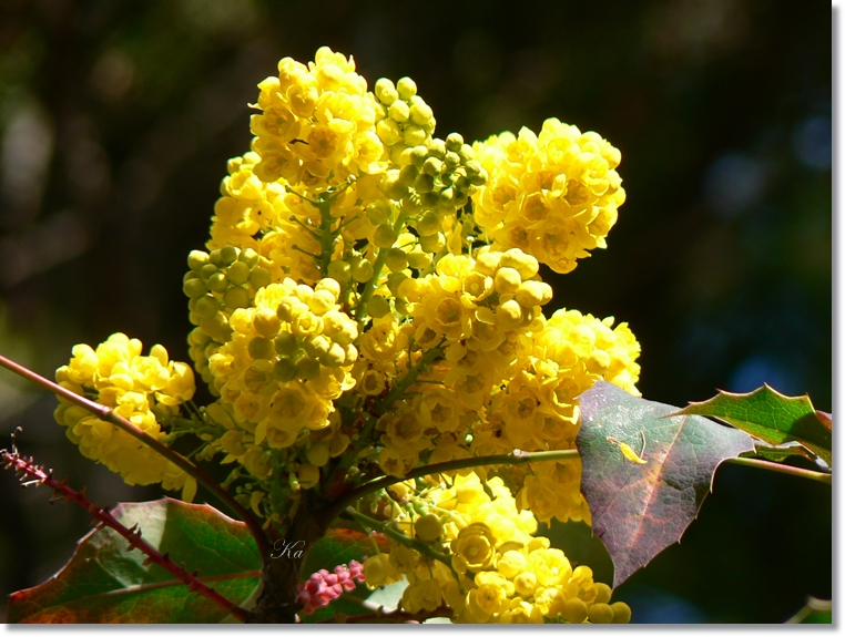 flowers 26-09-13 419.jpg