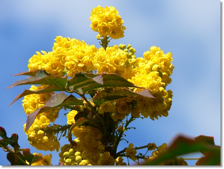 flowers 26-09-13 404.jpg