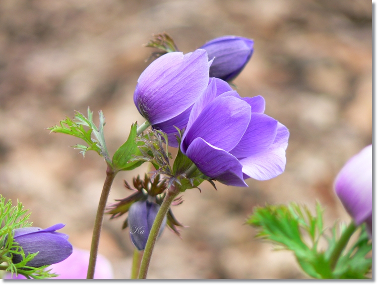 flowers 05-09-13 232.jpg