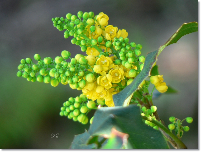 flowers 29-08-13 387.jpg