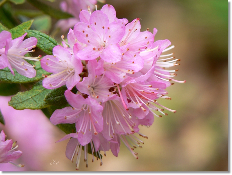 flowers 05-09-13 351.jpg