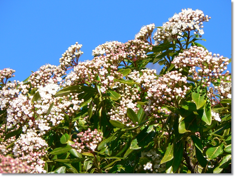 flowers 22-08-13 187.jpg