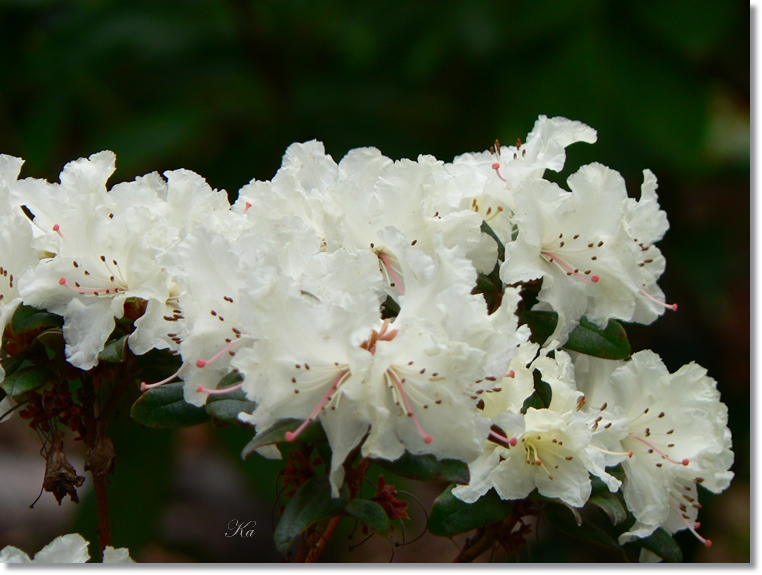 flowers 05-09-13 382.jpg