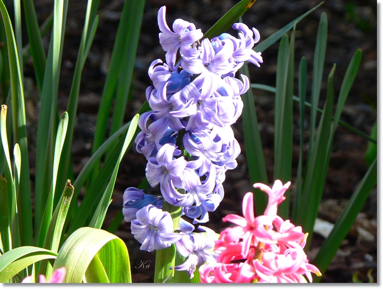 flowers 29-08-13 325.jpg