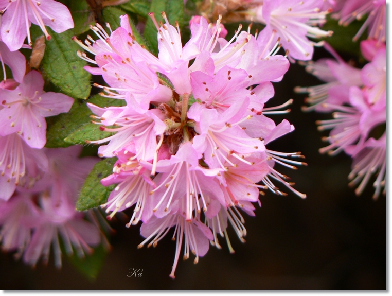 flowers 05-09-13 357.jpg