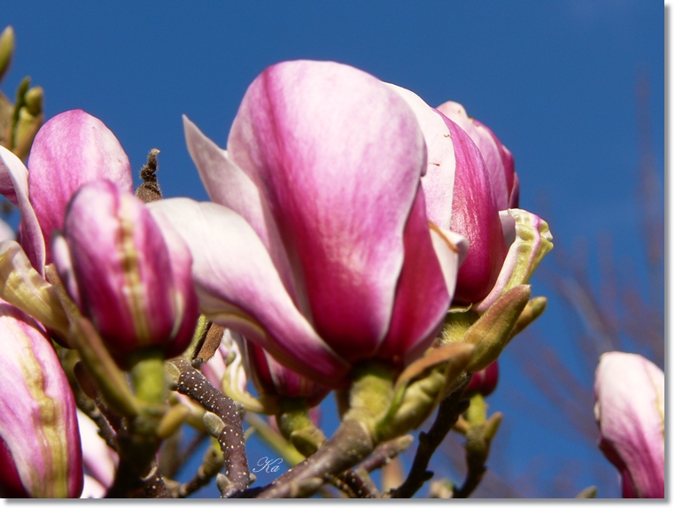 flowers 15-09-13 095.jpg