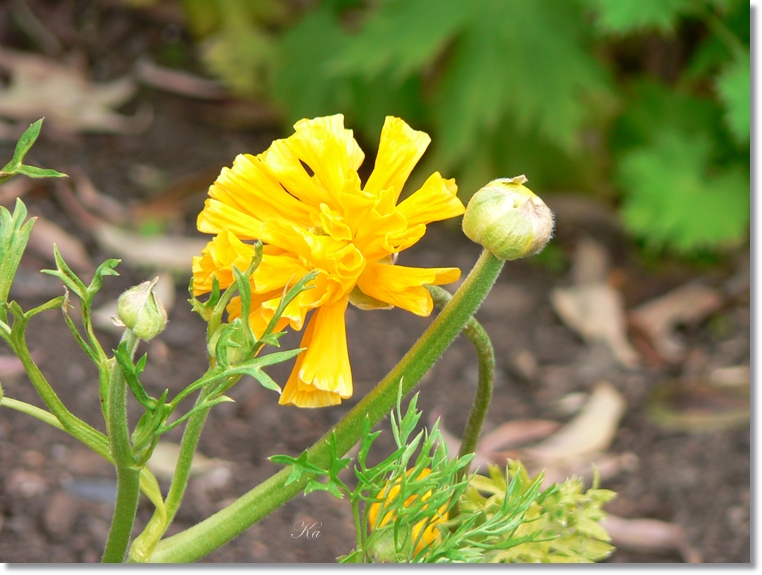 flowers 15-09-13 673.jpg