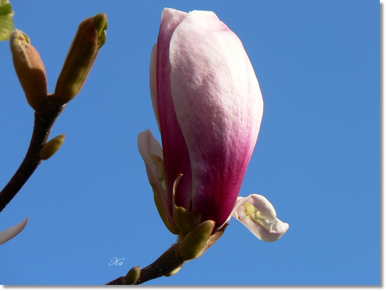 flowers 15-09-13 085.jpg