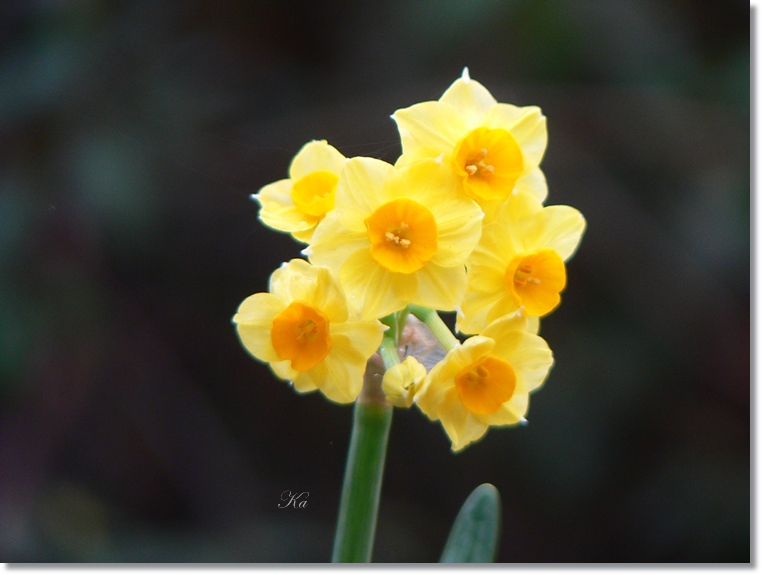 flowers 25-07-13 053.jpg