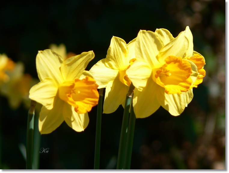 flowers 29-08-13 096.jpg