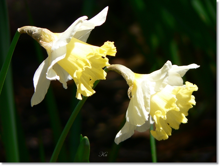 flowers 29-08-13 132.jpg