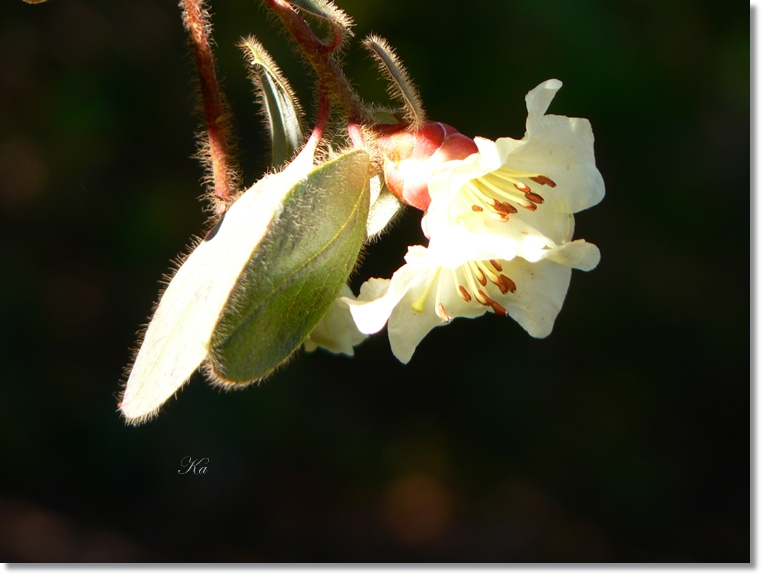 flowers 08-09-13 107.jpg