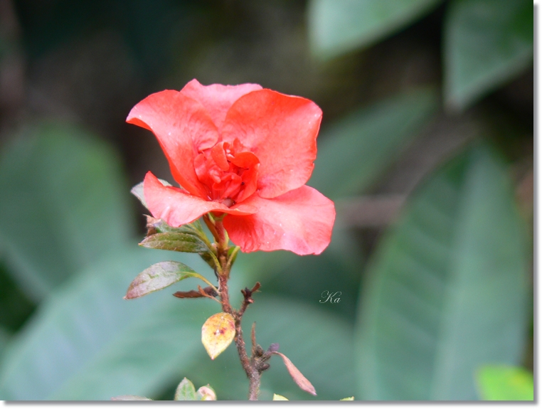 flowers 05-09-13 414.jpg