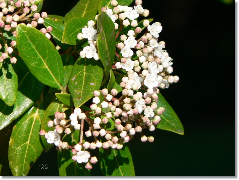 flowers 22-08-13 215.jpg