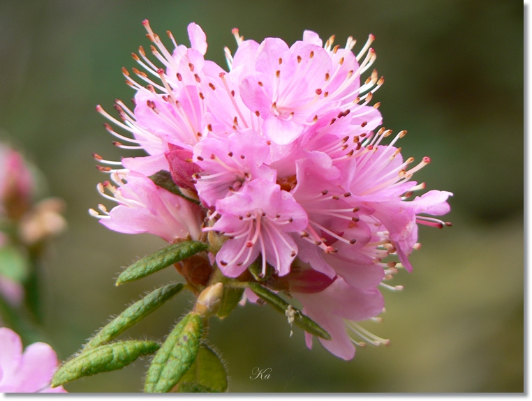 flowers 05-09-13 339.jpg