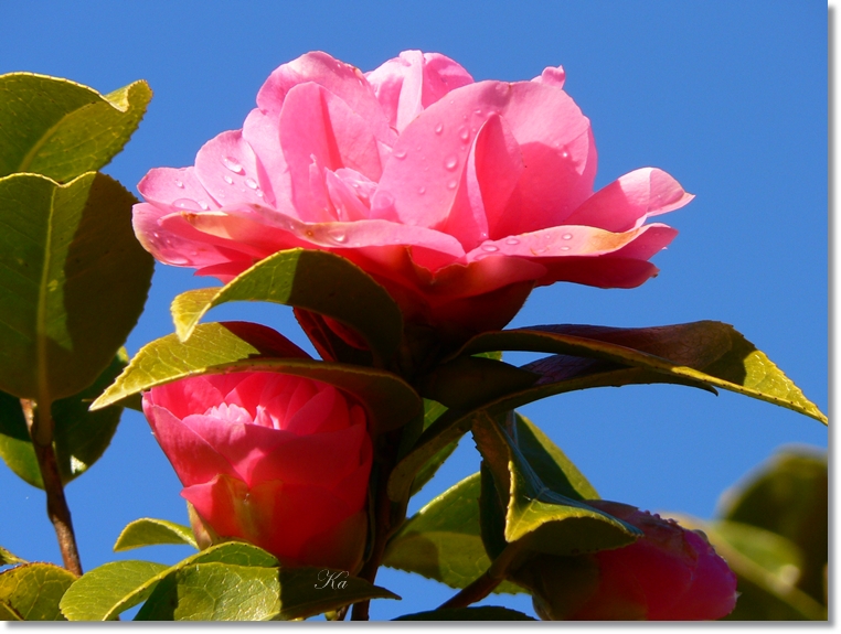 flowers 08-09-13 165.jpg