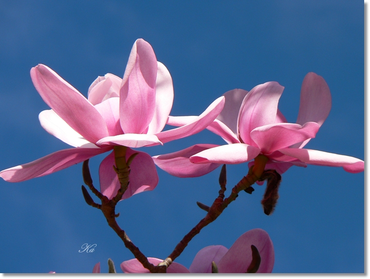 flowers 29-08-13 176.jpg