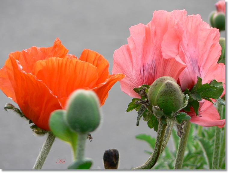 flowers 20-09-13 398.jpg