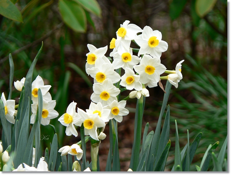 flowers 05-09-13 397.jpg