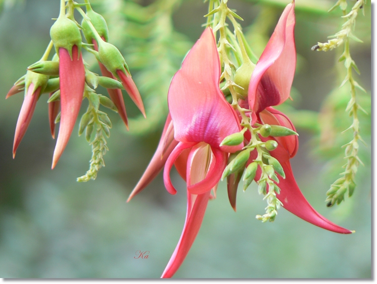 flowers 05-09-13 194.jpg