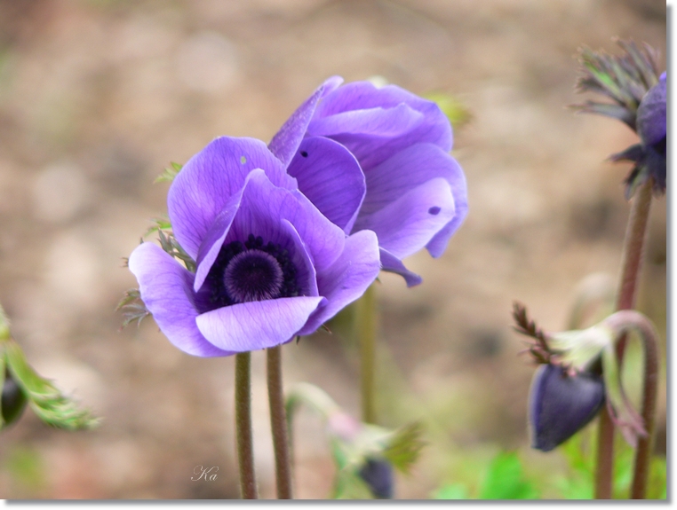 flowers 05-09-13 238.jpg