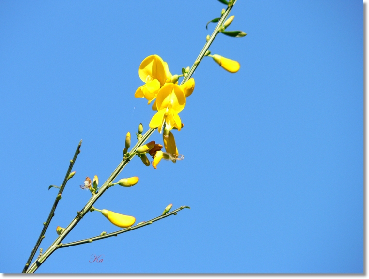 flowers 08-09-13 494.jpg