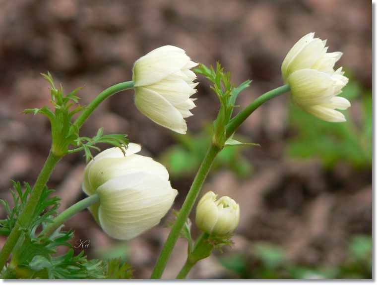 flowers 05-09-13 235.jpg