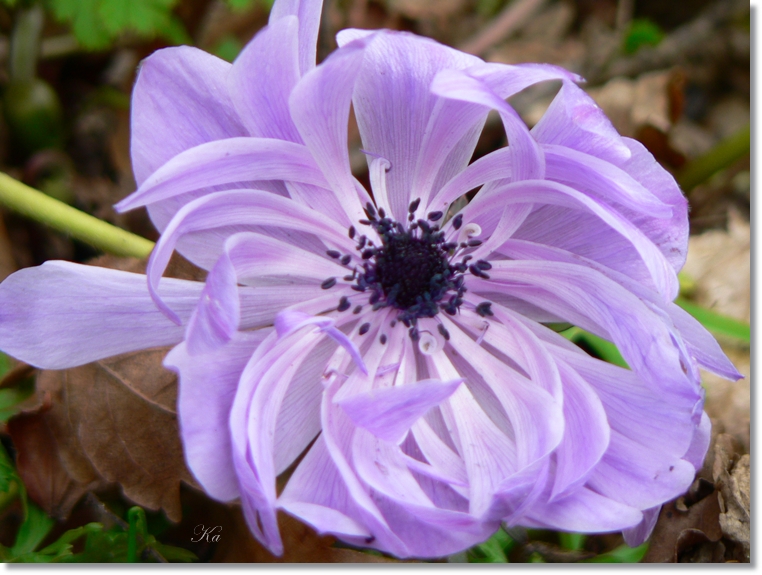 flowers 05-09-13 221.jpg