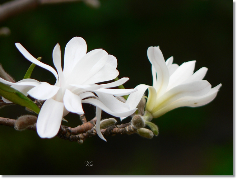 flowers 20-09-13 205.jpg