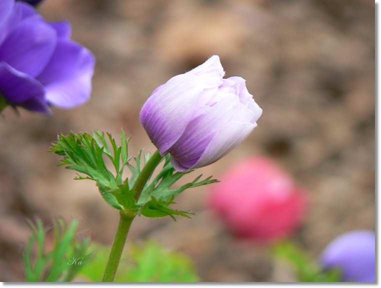 flowers 05-09-13 230.jpg