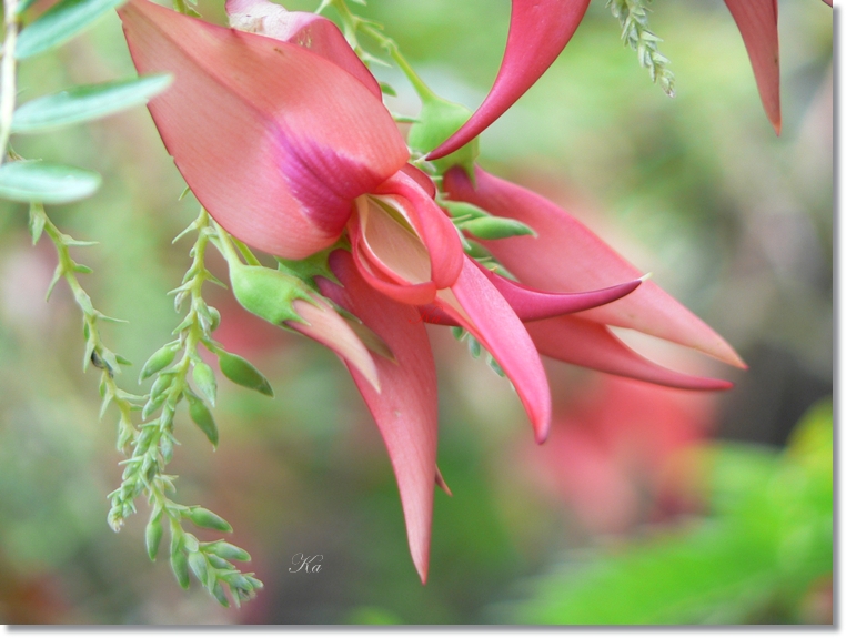flowers 05-09-13 175.jpg