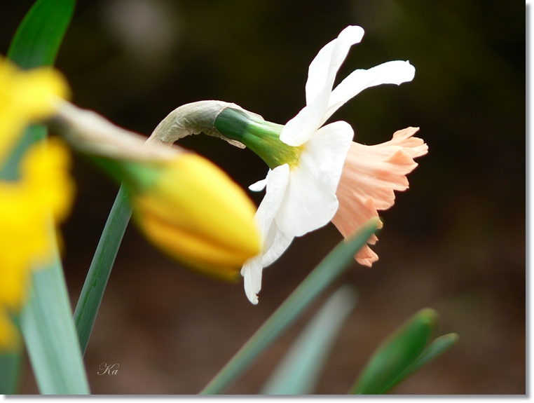 flowers 05-09-13 185.jpg