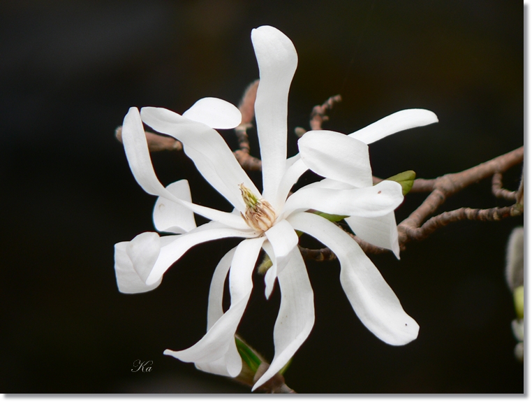 flowers 20-09-13 198.jpg