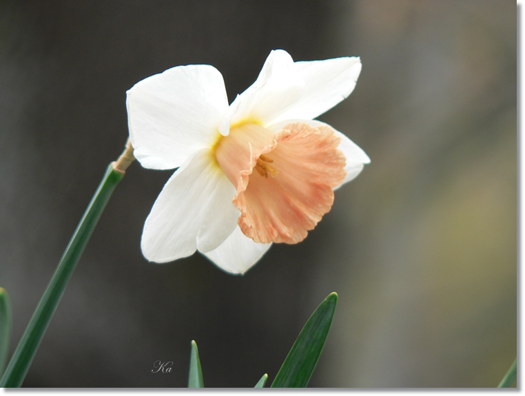 flowers 05-09-13 130.jpg