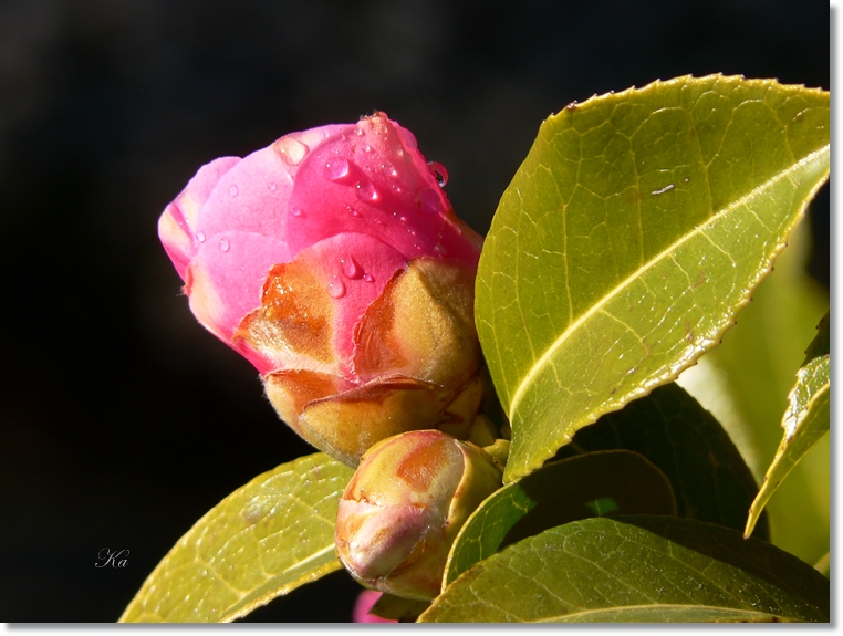 flowers 08-09-13 172.jpg