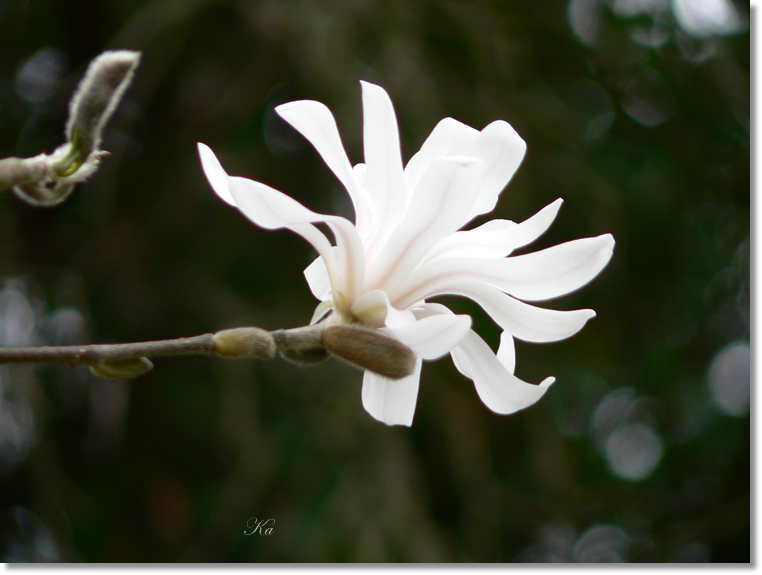 flowers 20-09-13 236.jpg