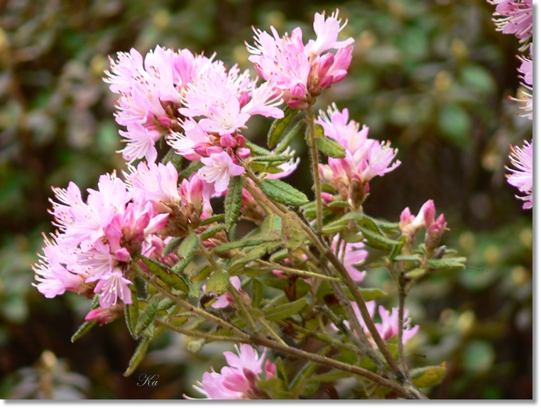 flowers 05-09-13 336.jpg