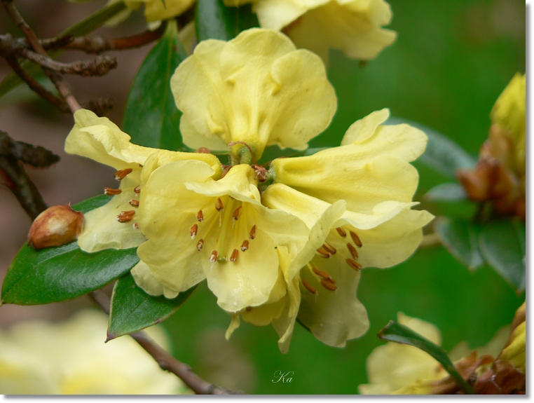 flowers 05-09-13 299.jpg