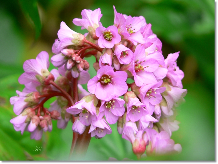 flowers 05-09-13 524.jpg