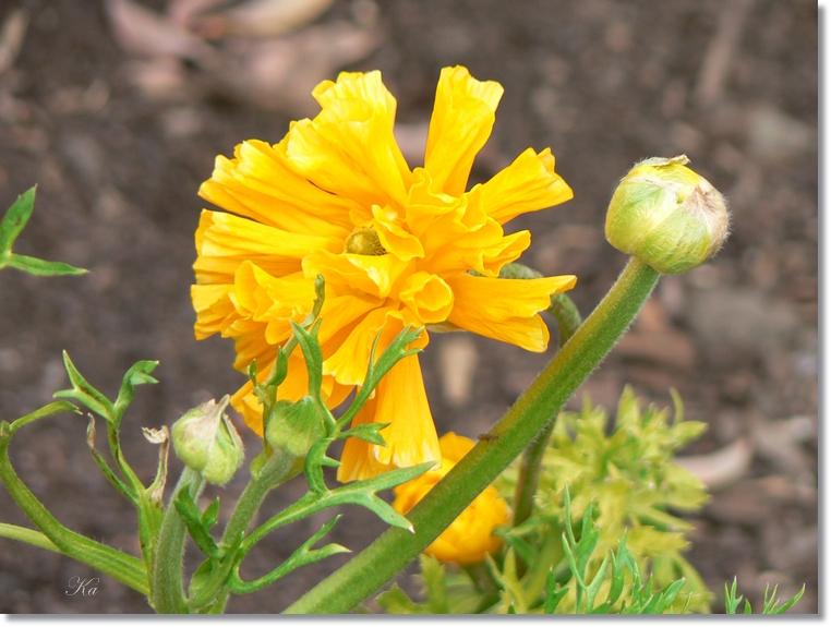 flowers 15-09-13 674.jpg