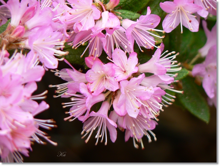 flowers 05-09-13 359.jpg