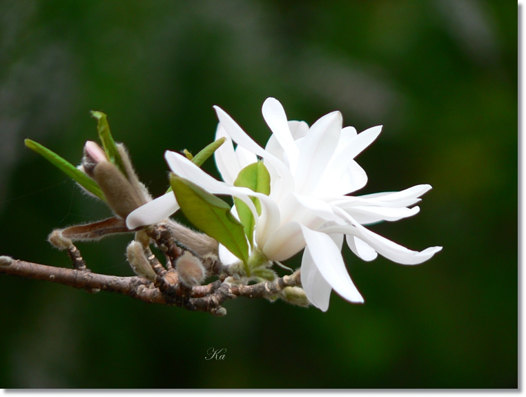 flowers 20-09-13 220.jpg