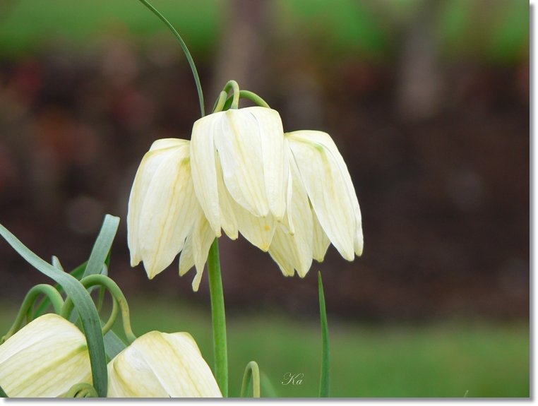 flowers 05-09-13 433.jpg