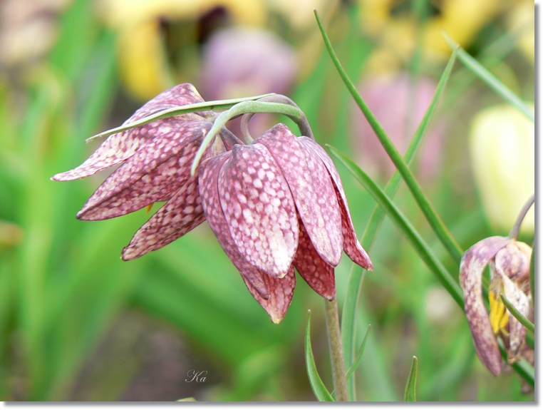 flowers 15-09-13 613.jpg