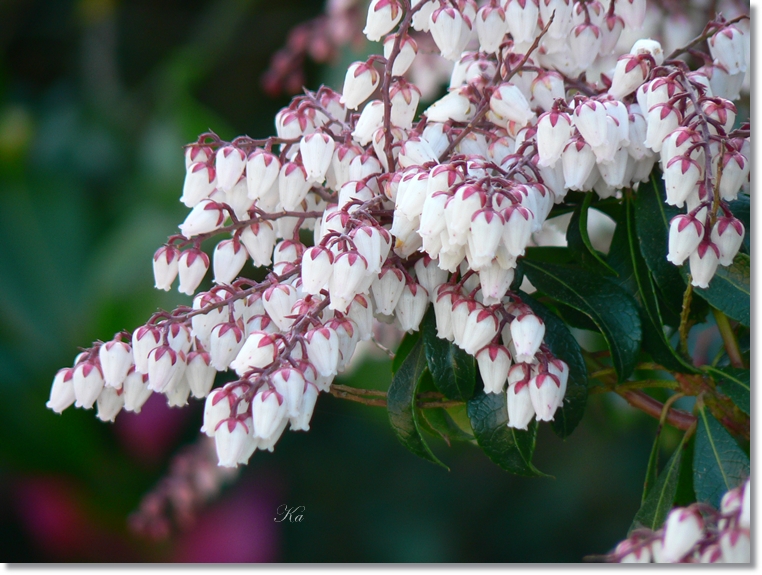 flowers 22-08-13 510.jpg