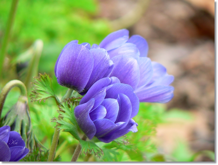 flowers 05-09-13 228.jpg