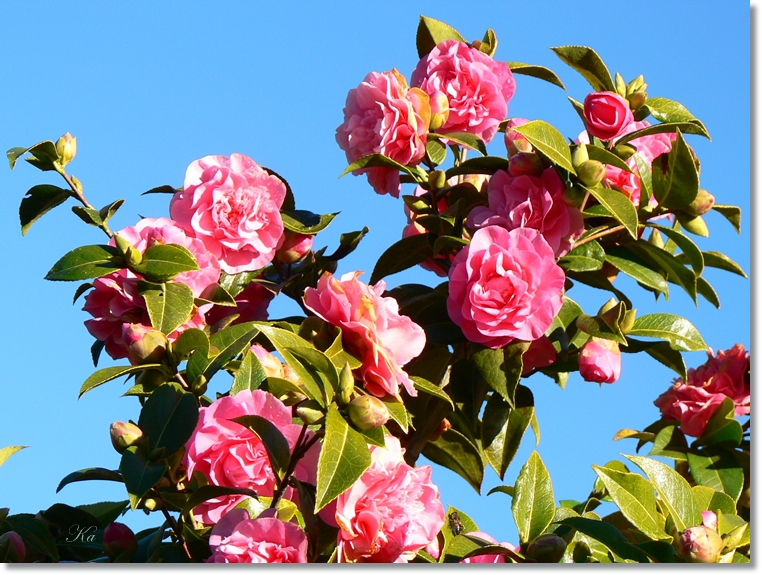 flowers 08-09-13 128.jpg