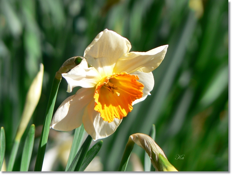 flowers 29-08-13 114.jpg