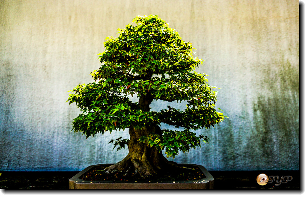 DSC03010a_.jpg