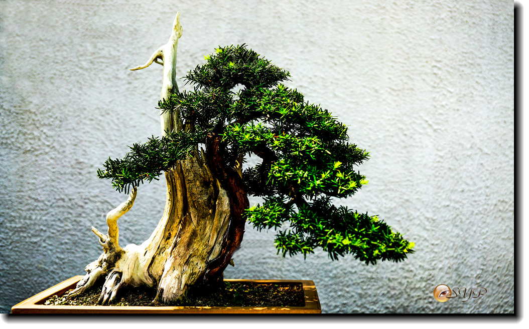 DSC03012a_.jpg